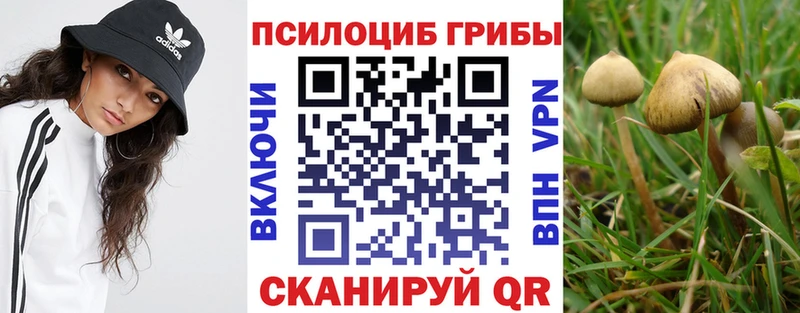 Псилоцибиновые грибы Psilocybine cubensis  как найти закладки  Дербент 