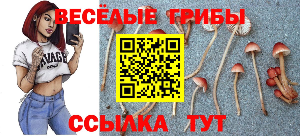 Галлюциногенные грибы Psilocybe Дербент